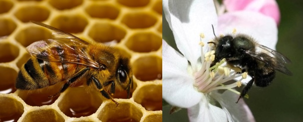 Honey bee and mason bee