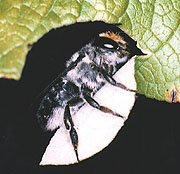 Leafcutter bee
(Crownbee.com)