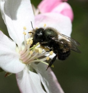 Mason bee on apple blossom (Crownbee.com)